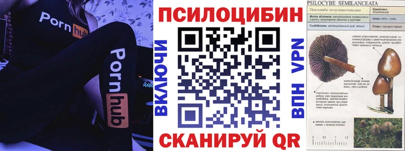 Галлюциногенные грибы Psilocybe  Петрозаводск 